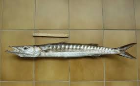 Image result for Sphyraena viridensis
