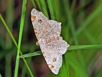 Attēlu rezultāti vaicājumam “Macaria alternata”