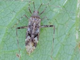 Attēlu rezultāti vaicājumam “Phytocoris longipennis”