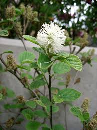 Attēlu rezultāti vaicājumam “Fothergilla major”