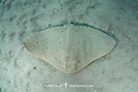 Image result for Gymnura altavela