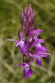 Attēlu rezultāti vaicājumam “Dactylorhiza traunsteineri”
