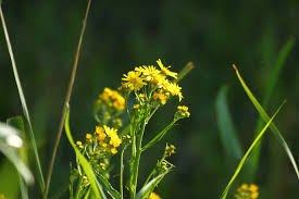 Attēlu rezultāti vaicājumam “Jacobaea paludosa”