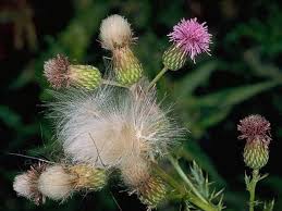 Attēlu rezultāti vaicājumam “Cirsium arvense flower”