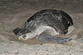 Image result for Lepidochelys olivacea