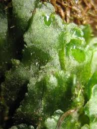 Attēlu rezultāti vaicājumam “Anthocerotopsida”