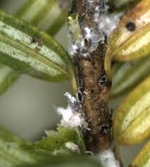 Attēlu rezultāti vaicājumam “Adelges laricis nymph”