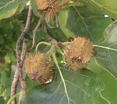 Attēlu rezultāti vaicājumam “Fagus sylvatica fruit”