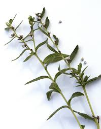Attēlu rezultāti vaicājumam “Lithospermum officinale”