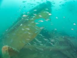 Image result for Peninsula Sub Aqua