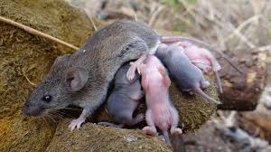 Attēlu rezultāti vaicājumam “Cricetidae”