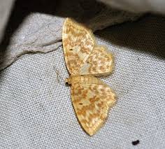 Attēlu rezultāti vaicājumam “Hydrelia flammeolaria”