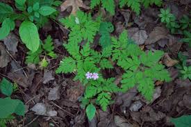 Attēlu rezultāti vaicājumam “Geranium robertianum leaf”