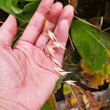 Attēlu rezultāti vaicājumam “Avena sativa”