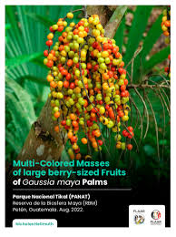 Attēlu rezultāti vaicājumam “Galium schultesii fruit”