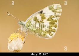 Attēlu rezultāti vaicājumam “Pontia edusa upperside”