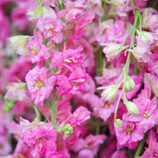 Image result for Delphinium consolida