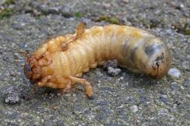 Attēlu rezultāti vaicājumam “Melolontha melolontha”