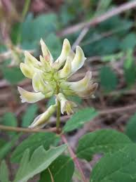 Attēlu rezultāti vaicājumam “Astragalus glycyphyllos flower”