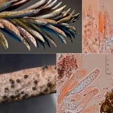 Attēlu rezultāti vaicājumam “Mycosphaerella ulmi”