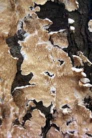 Attēlu rezultāti vaicājumam “Irpex lacteus”