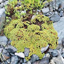 Attēlu rezultāti vaicājumam “Hedwigia ciliata sporophyte”