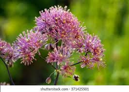 Attēlu rezultāti vaicājumam “Thalictrum aquilegifolium bud”