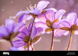 Attēlu rezultāti vaicājumam “Hepatica nobilis bud”