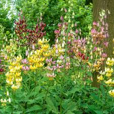 Attēlu rezultāti vaicājumam “Lilium martagon flower”
