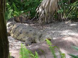 Image result for Crocodylus acutus