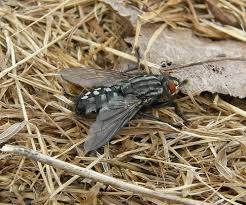 Attēlu rezultāti vaicājumam “Sarcophaga carnaria”