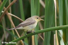 Image result for Hippolais polyglotta