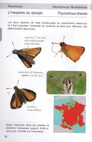 Attēlu rezultāti vaicājumam “Thymelicus sylvestris underside”