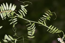 Attēlu rezultāti vaicājumam “Vicia cracca leaf”