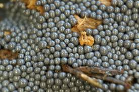 Attēlu rezultāti vaicājumam “Cribraria cancellata var. fusca”