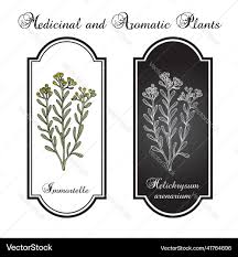 Attēlu rezultāti vaicājumam “Helichrysum arenarium”