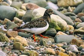 Attēlu rezultāti vaicājumam “Arenaria interpres”