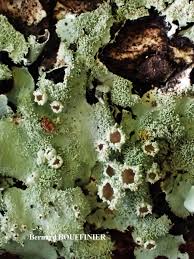 Attēlu rezultāti vaicājumam “Hypotrachyna sp.”