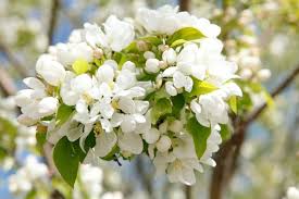 Attēlu rezultāti vaicājumam “Malus domestica flower”