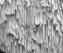 Attēlu rezultāti vaicājumam “Antrodia mellita”