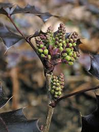 Attēlu rezultāti vaicājumam “Mahonia aquifolium bud”