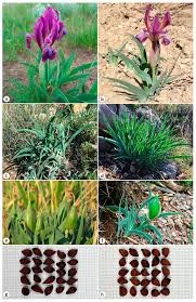 Attēlu rezultāti vaicājumam “Iridaceae”