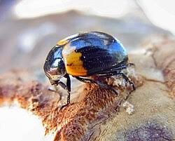 Attēlu rezultāti vaicājumam “Diaperis boleti imago”