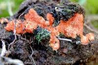 Attēlu rezultāti vaicājumam “Hypomyces armeniacus”