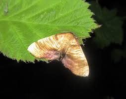 Attēlu rezultāti vaicājumam “Plagodis dolabraria”