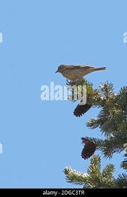Attēlu rezultāti vaicājumam “Anthus trivialis adult”
