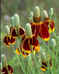 Image result for Ratibida columnifera