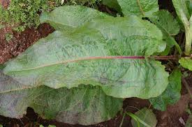 Attēlu rezultāti vaicājumam “Rumex obtusifolius”