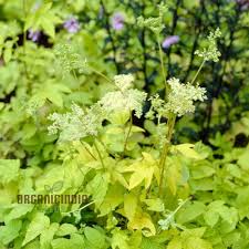 Attēlu rezultāti vaicājumam “Filipendula ulmaria”