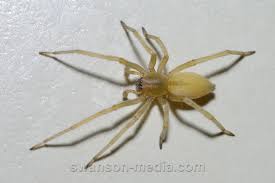 Attēlu rezultāti vaicājumam “Cheiracanthium sp. male”